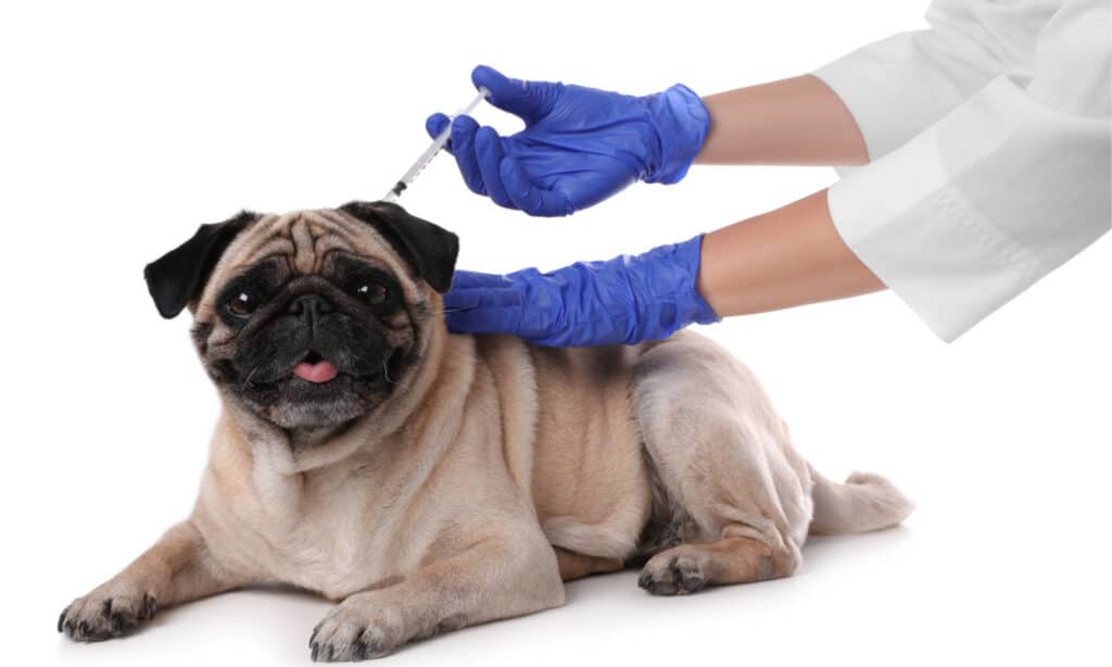Koliko košta vakcinacija protiv bjesnila za psa u vašoj blizini?