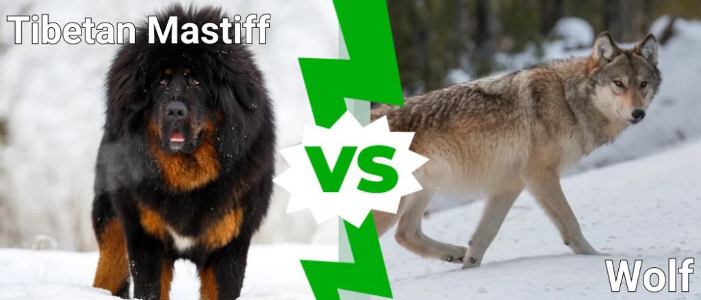 Mastín tibetano contra lobo: ¿quién ganaría?