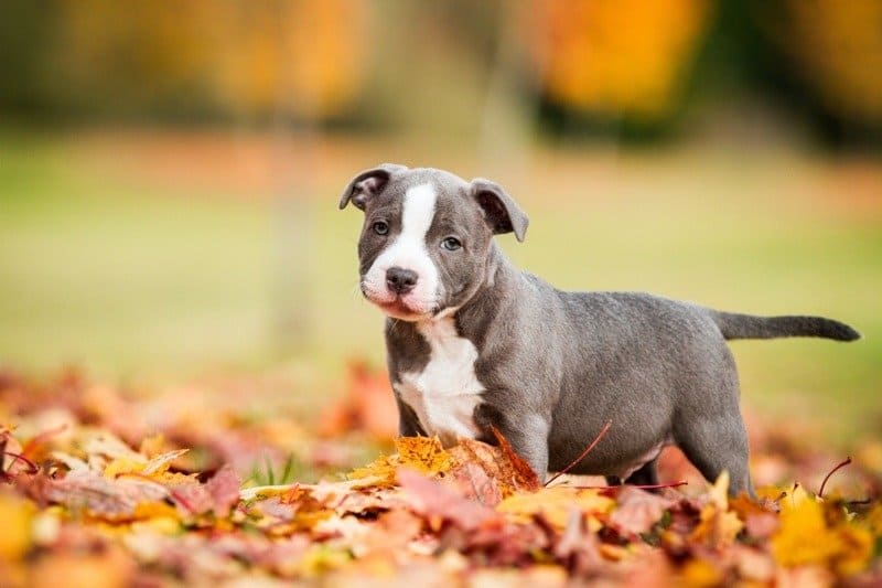 Staffordshire Bull Terrier ve Pitbull: Aralarındaki Farklar Nelerdir?