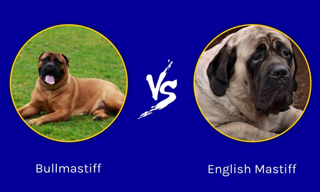 Bullmastiff vs English Mastiff: 8 ຄວາມແຕກຕ່າງທີ່ສໍາຄັນແມ່ນຫຍັງ?