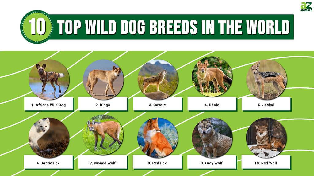 Las 10 mejores razas de perros salvajes del mundo
