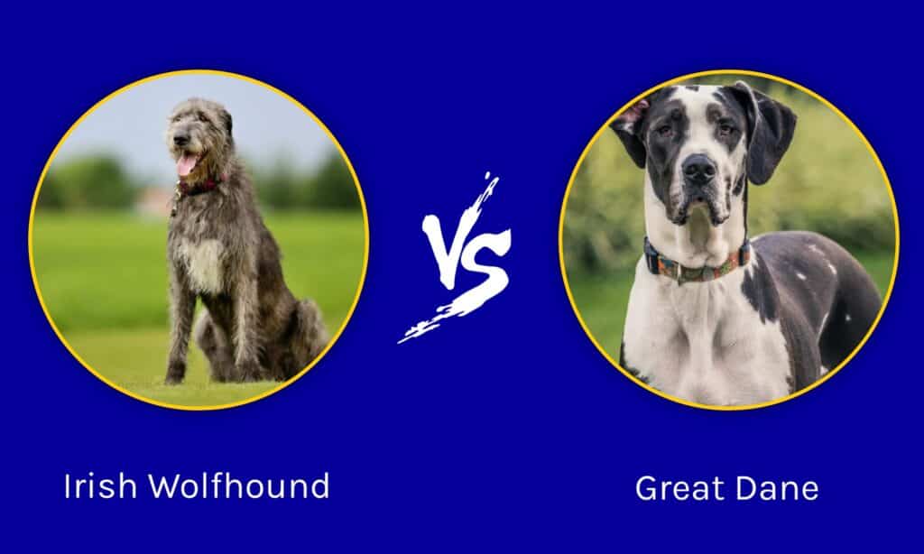 Wolfhound Gwyddelig vs Great Dane: Beth Yw 8 Gwahaniaeth Allweddol?