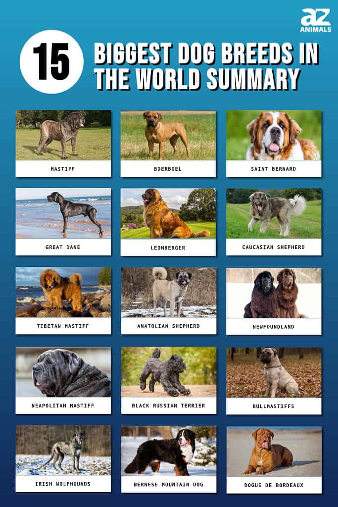Top 15 qentë më të mëdhenj në botë
