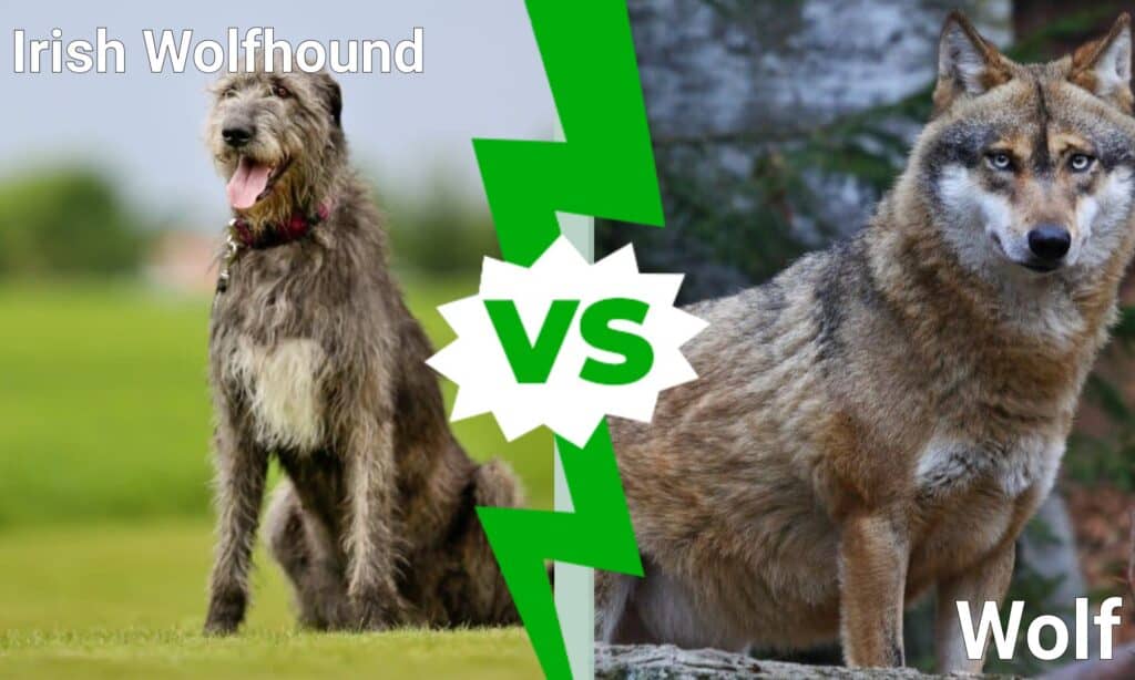 Wolfhound Gwyddelig vs Blaidd: 5 Gwahaniaeth Allweddol