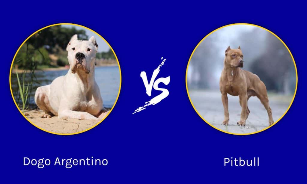 Dogo Argentino กับ Pitbull: 5 ข้อแตกต่างที่สำคัญ