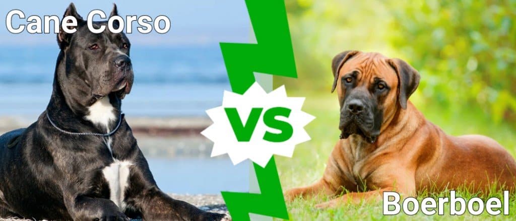 Boerboel vs Cane Corso: qual è la differenza?