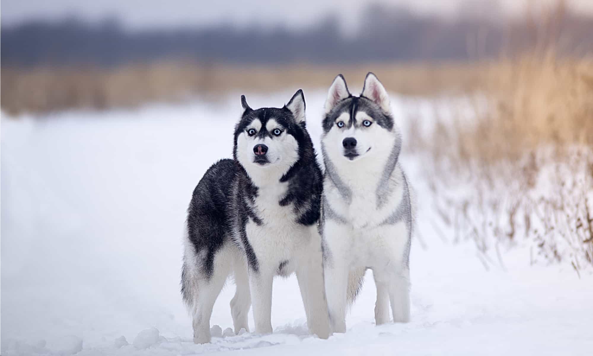 Alaskan Husky a Siberian Husky: Jaka jest różnica?