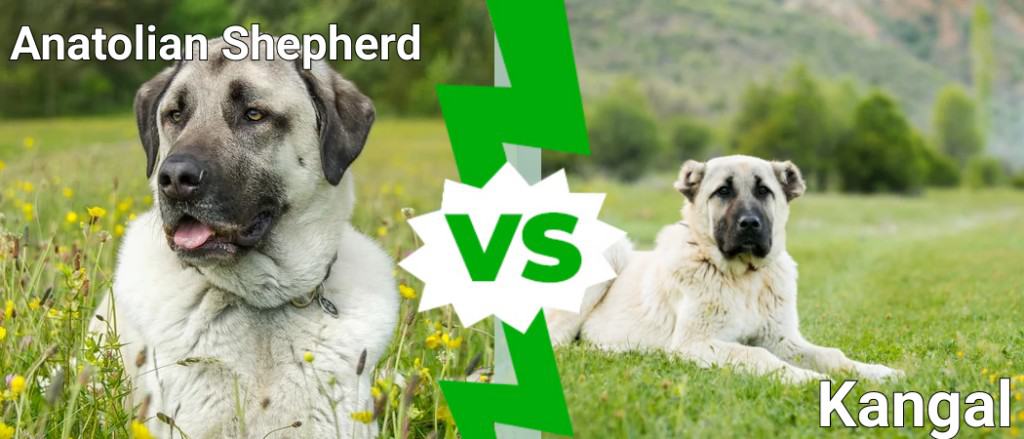 Anatolian Shepherd vs Kangal- ကွာခြားမှု ရှိပါသလား။