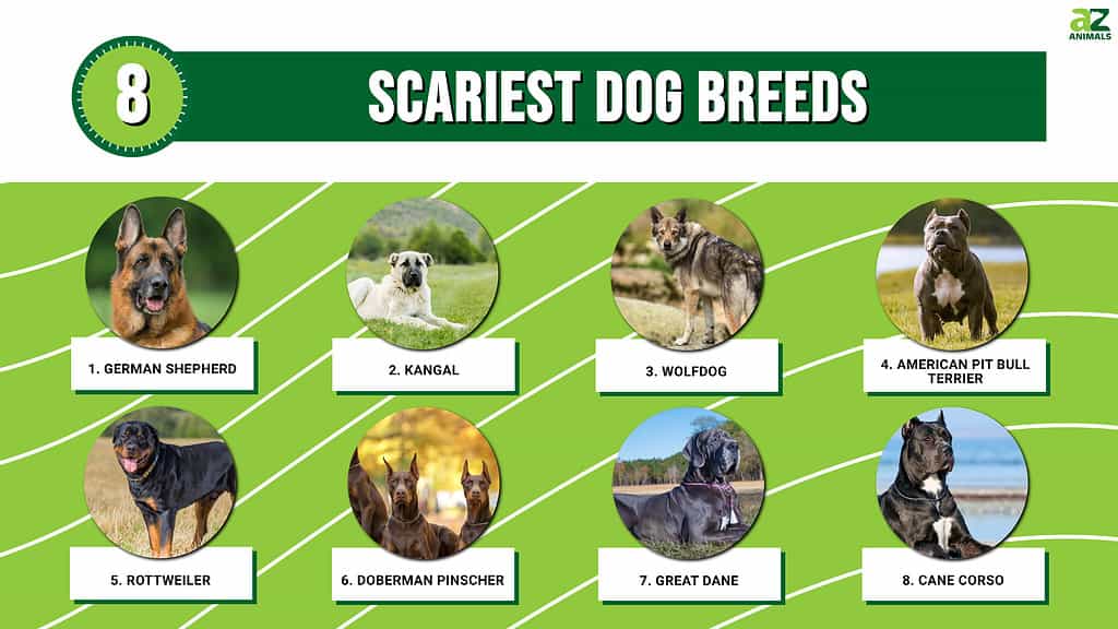 Топ 8 најстрашнијих раса паса