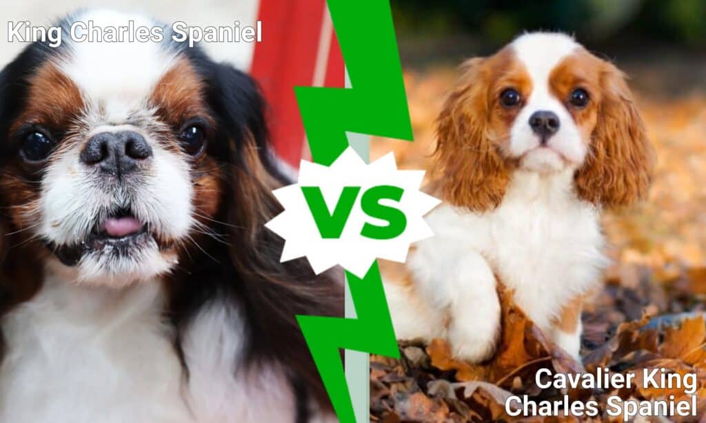 King Charles Spaniel vs Cavalier King Charles Spaniel: 5 forskjeller