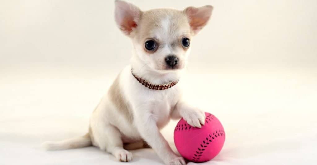Faceți cunoștință cu cele 7 tipuri de câini Chihuahua