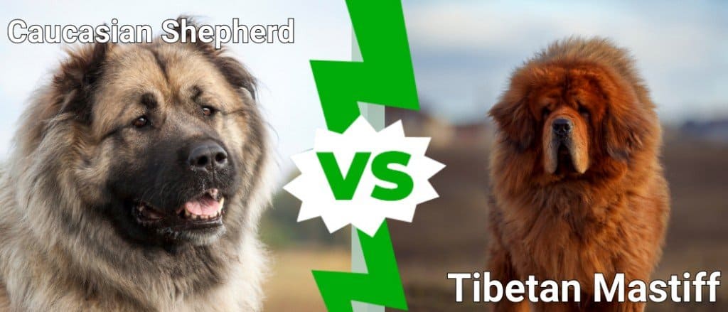 Kaukazo aviganis ir Tibeto mastifas: ar jie skiriasi?
