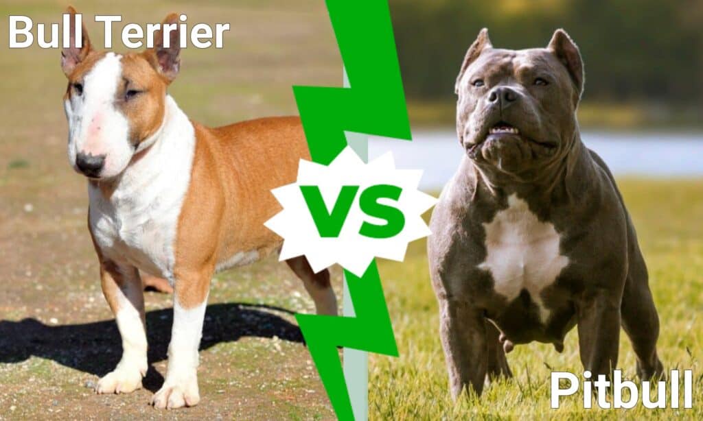 Bull Terrier vs Pitbull: Cal é a diferenza?