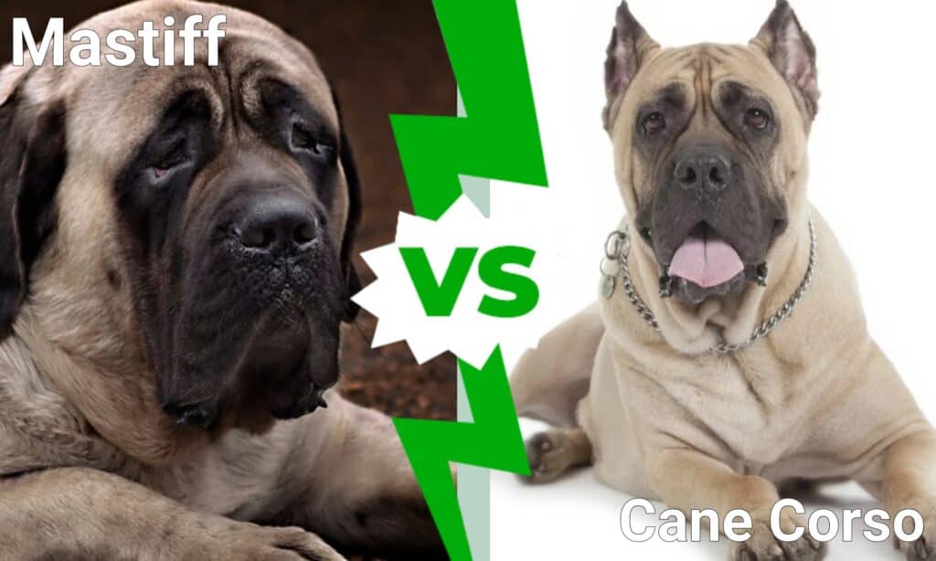 El Mastín VS El Cane Corso: Explicación de las principales diferencias