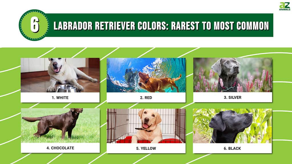 Labrador Retriever koloreak: arraroena eta ohikoena