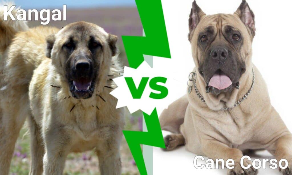 Kangal vs Cane Corso: Hva er forskjellen?