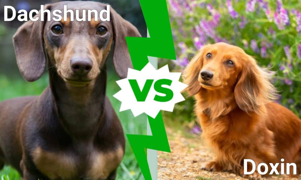 Dachshund vs Doxin: Există o diferență?