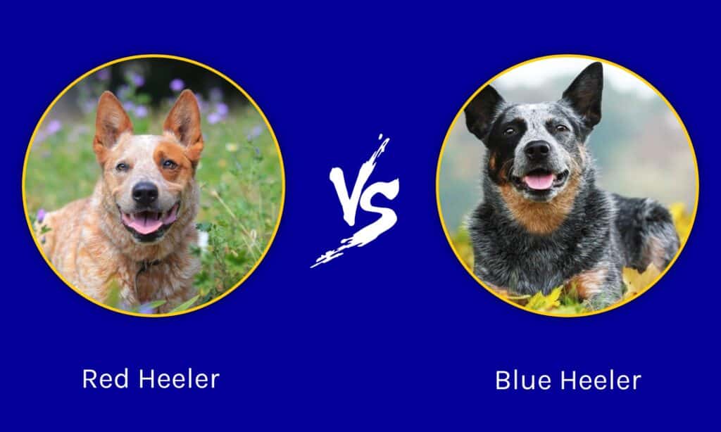Red Heeler vs Blue Heeler: u čemu je razlika?
