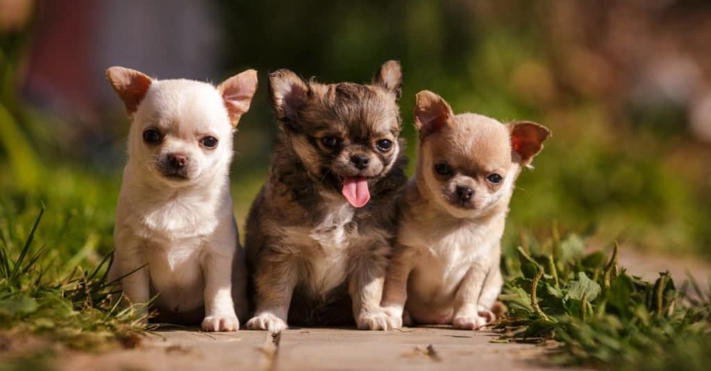 Clasificación de las 15 mejores razas de perros pequeños