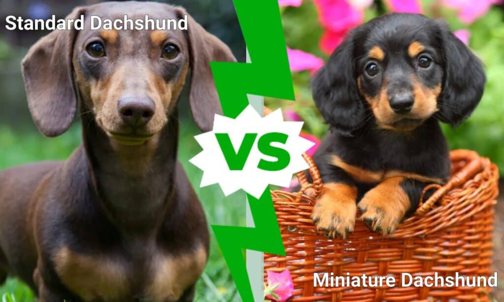 Standard Dachshund vs Miniature Dachshund: 5 ข้อแตกต่าง