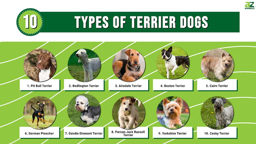 Топ 10 на видовете кучета териери