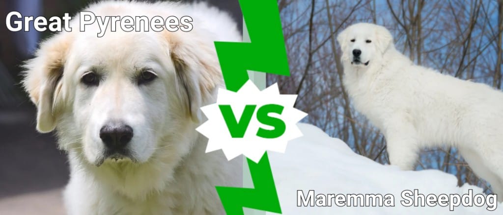 Perro pastor de Maremma vs Gran Pirineo: principales diferencias