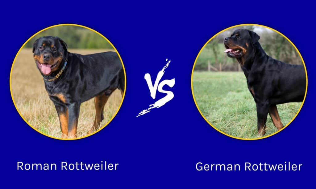 Rottweiler romano vs Rottweiler alemán: 8 diferencias