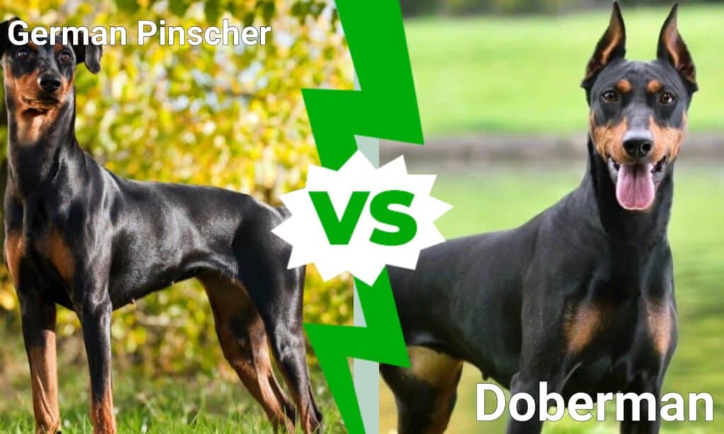 Tysk pinscher vs. dobermann: Er der en forskel?