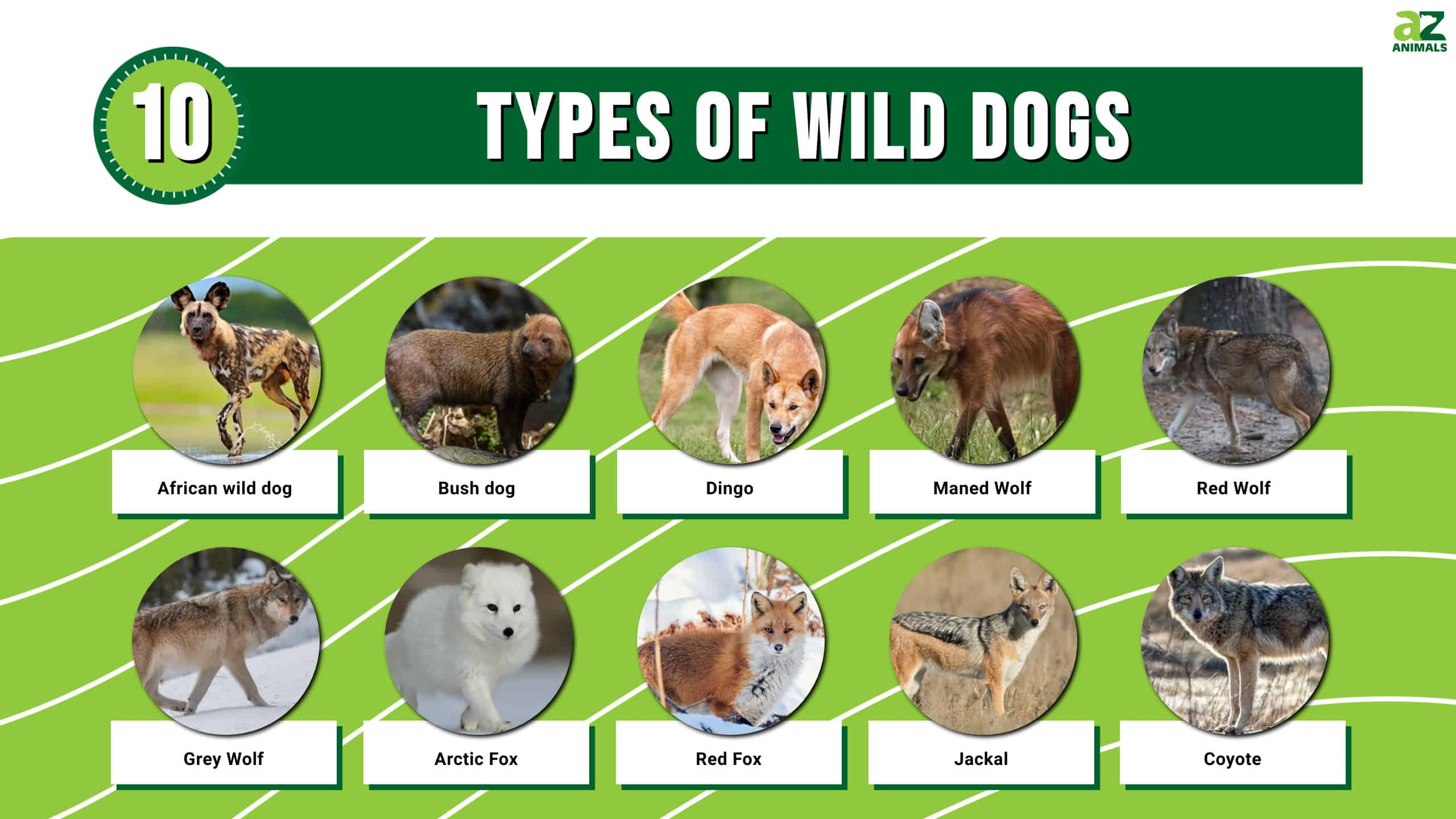 10 druhov divokých psov