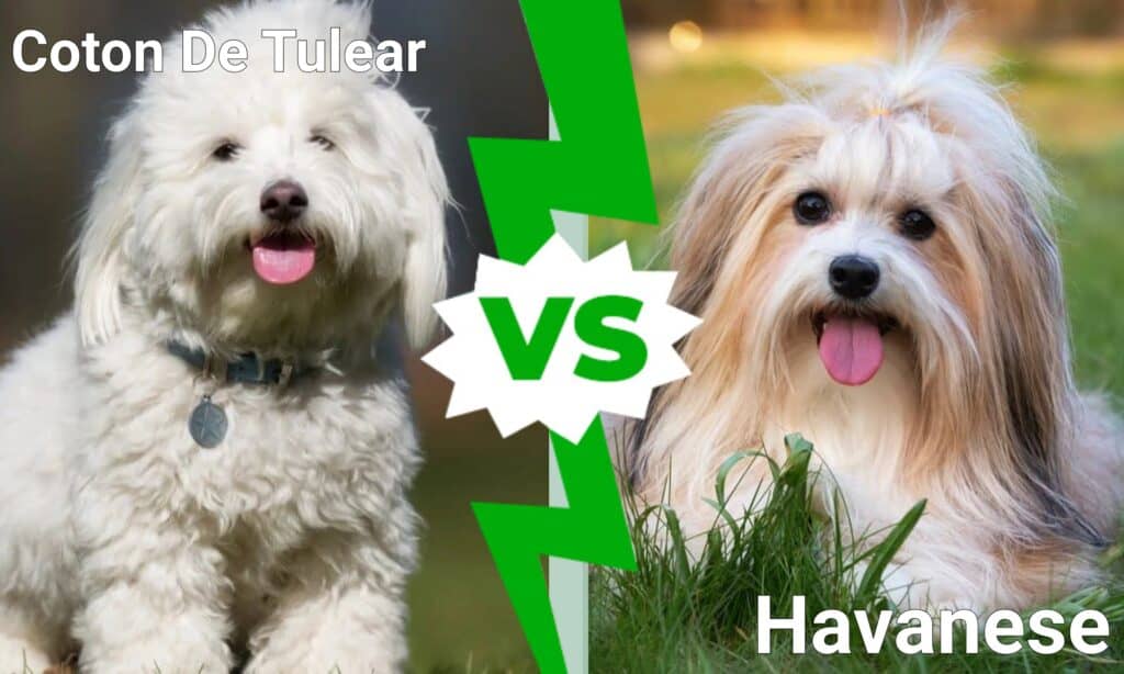 Koton de Tulejas šķirnes suņi un Havanēze: kāda ir atšķirība?