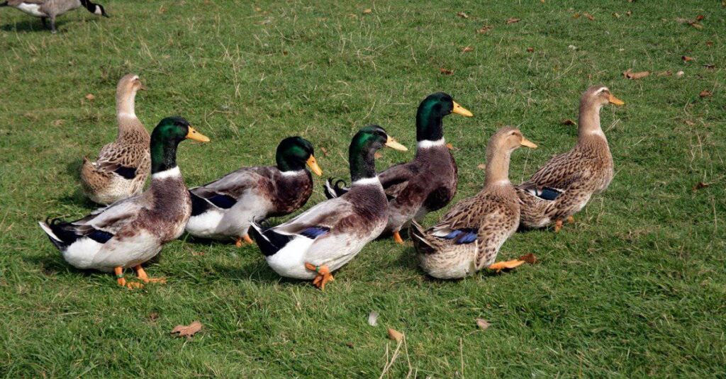 ¿Cómo se llama un grupo de patos?