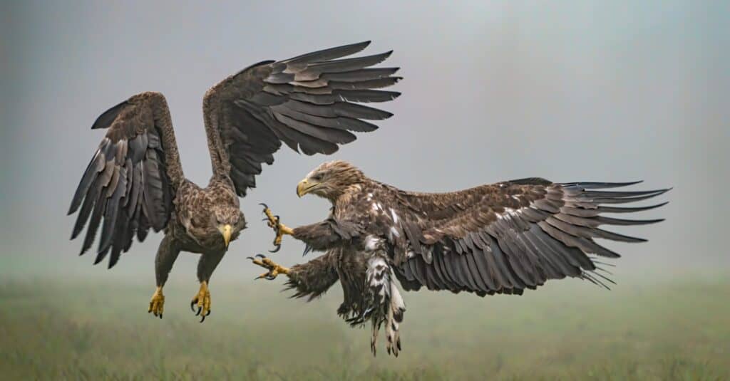 Hawk vs Eagle: 6 Bedana konci dipedar