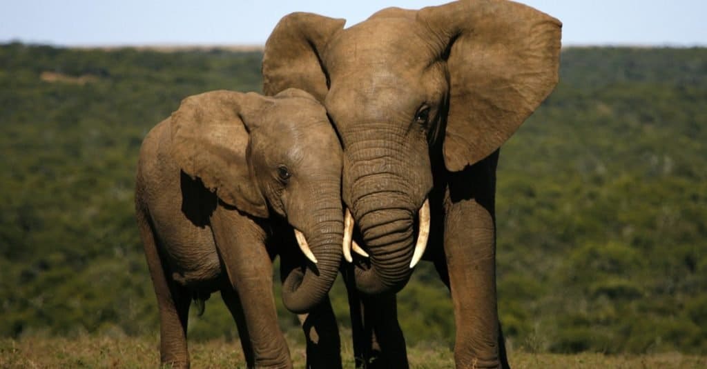Levensduur van olifanten: hoe lang leven olifanten?