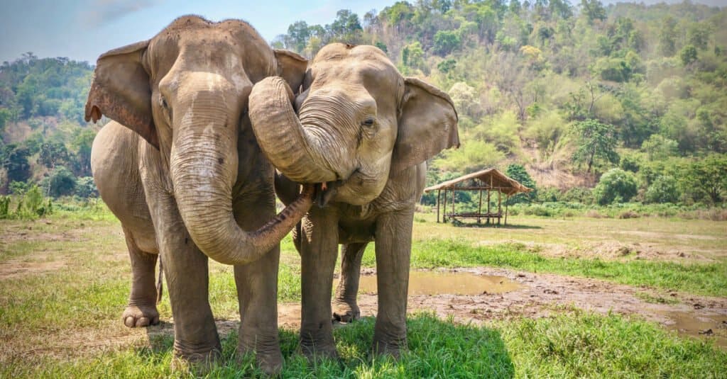 12 de los elefantes más antiguos jamás registrados