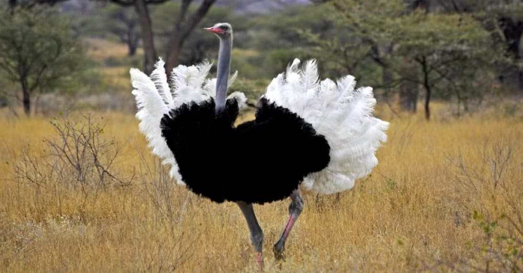 ایمو بمقابلہ شتر مرغ: ان بڑے پرندوں کے درمیان 9 کلیدی فرق