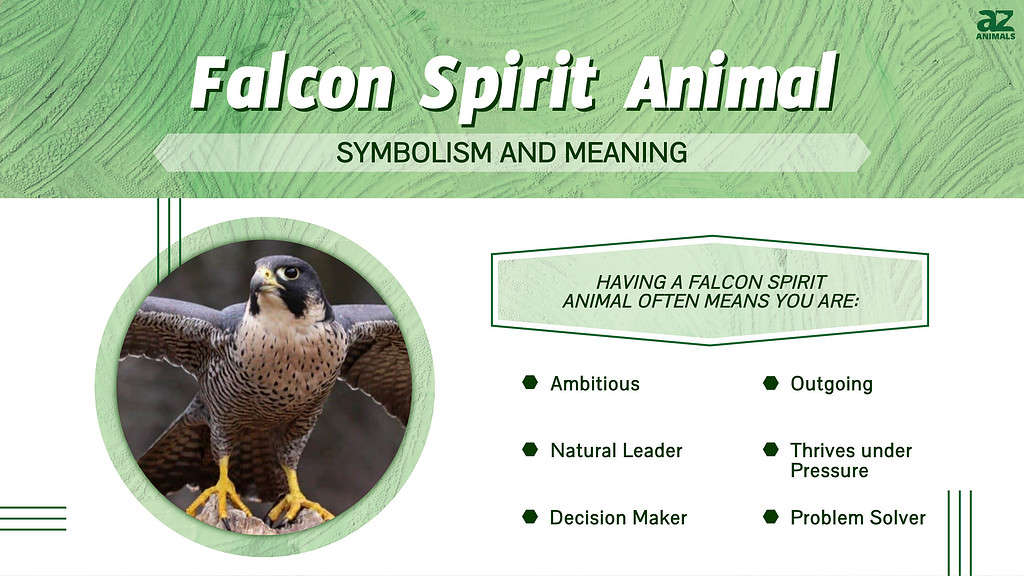 Falcon Spirit Animal Symbolism နှင့် အဓိပ္ပါယ်