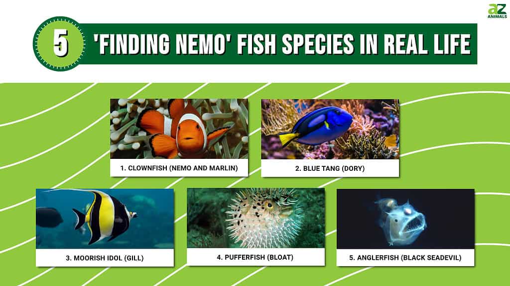 5 especies de peces de Buscando a Nemo en la vida real