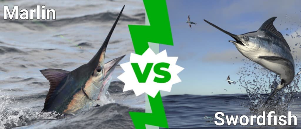 Marlin e pesce spada: 5 differenze chiave