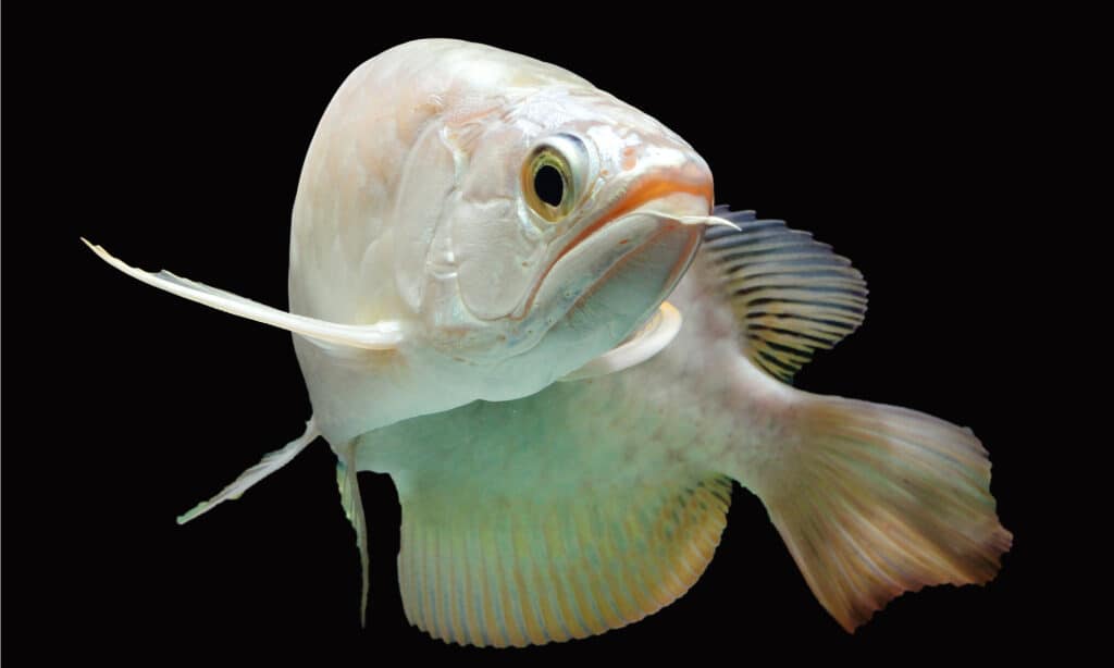 Arowana asiática: el pez de 430.000 dólares prohibido en EE.UU.