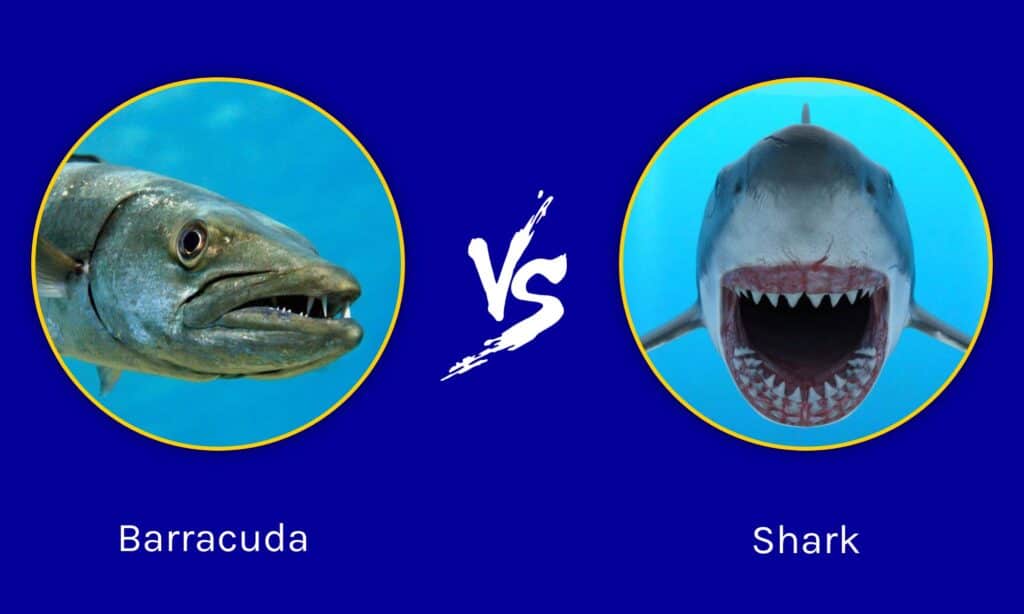 बाराकुडा बनाम शार्क: लड़ाई में कौन जीतेगा?