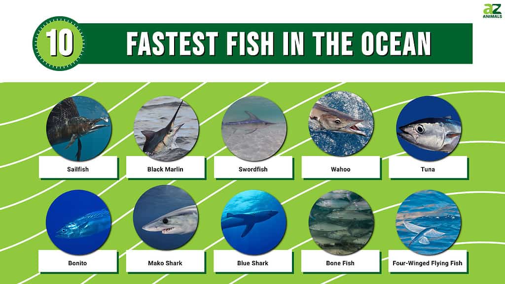 10 najbržih riba u okeanu
