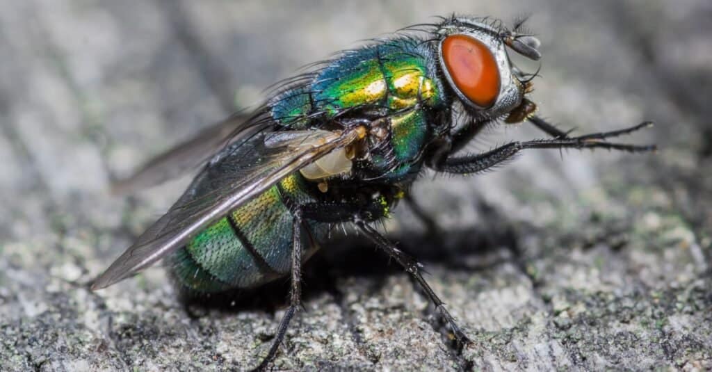 Životni vijek muhe: Koliko dugo žive muhe?