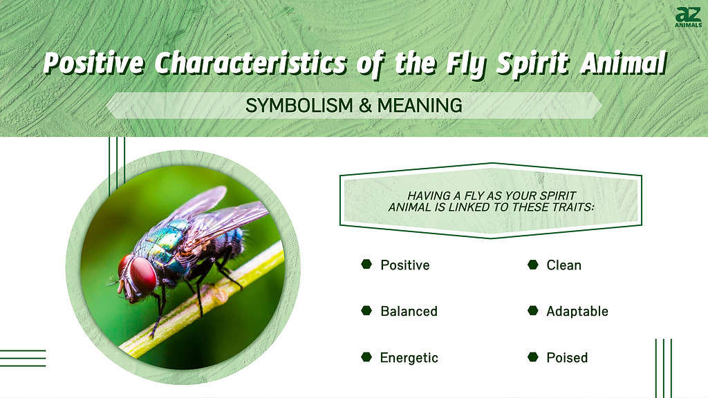 Fly Spirit Animal Symbolism &amp; Značenje