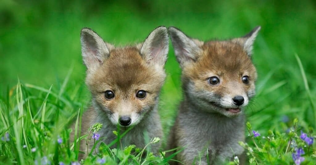 Hoe heet een baby vos &amp; 4 meer verbazingwekkende feiten!