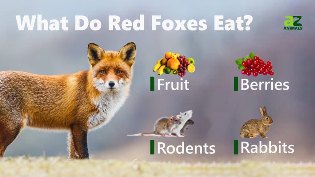 붉은 여우는 무엇을 먹나요? 그들이 좋아하는 7가지 음식!