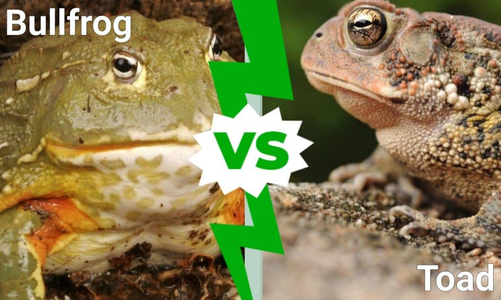 Býčí žába vs. ropucha: jak je rozeznat