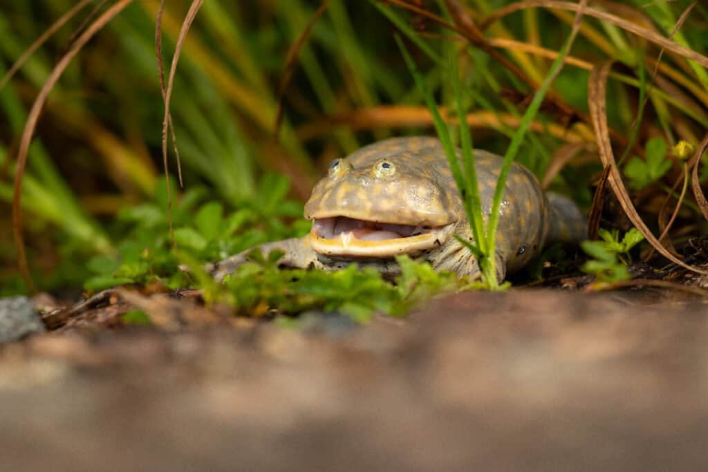 Dünyanın En Sevimli 10 Kurbağası
