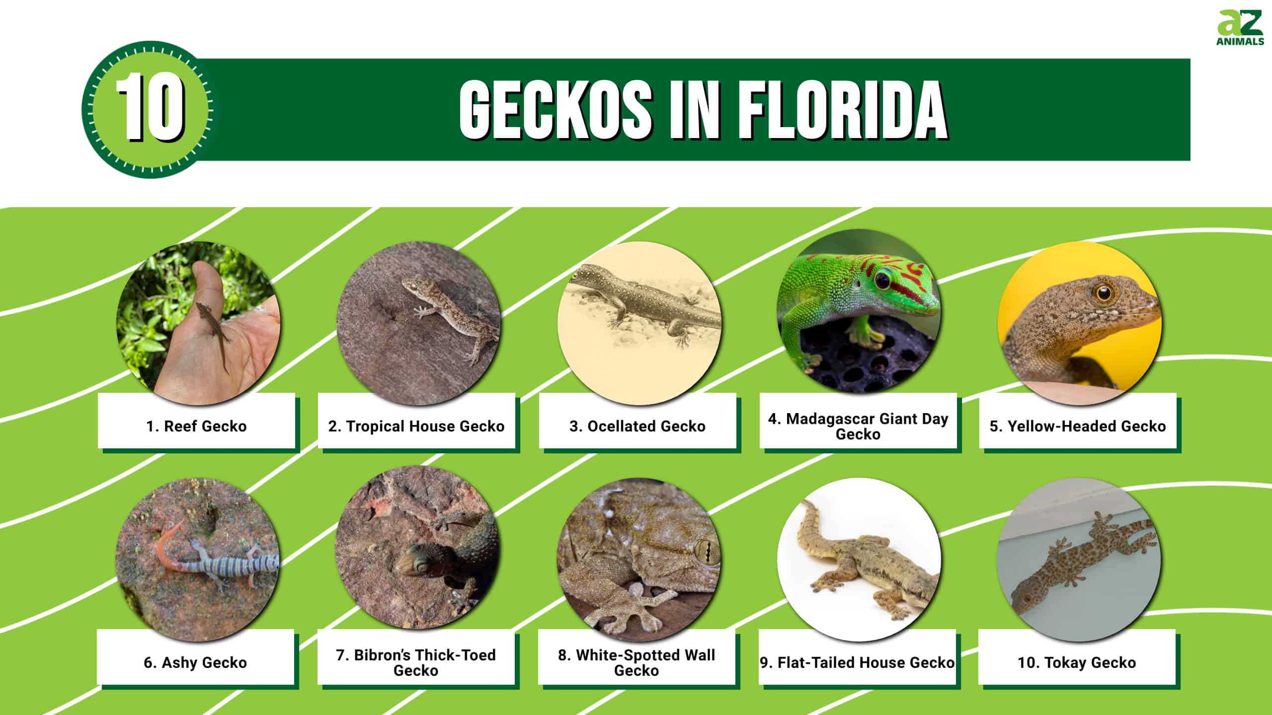 Descobriu 10 geckos a Florida