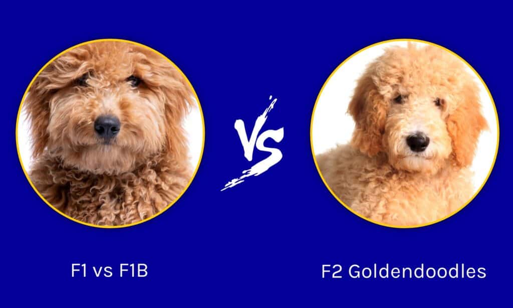 F1 vs F1B vs F2 Goldendoodle: Is d'r in ferskil?