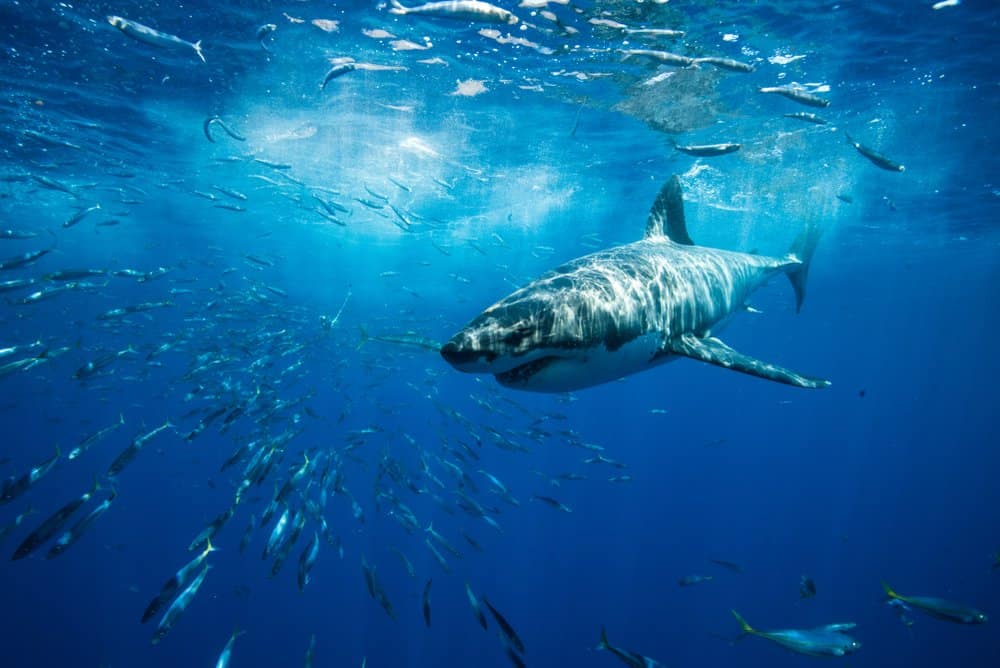 Štai kodėl didieji baltieji rykliai yra agresyviausi rykliai pasaulyje